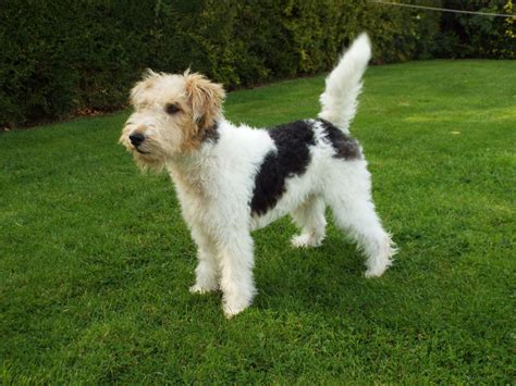 Find Wire Fox Terrier puppies for saleNear Arizona. Like a typical terrier, the Wire Fox Terrier is an upbeat, intelligent, and fiery companion. While once known for their hunting abilities, they are now typically happy-go-lucky family members. Learn more. 